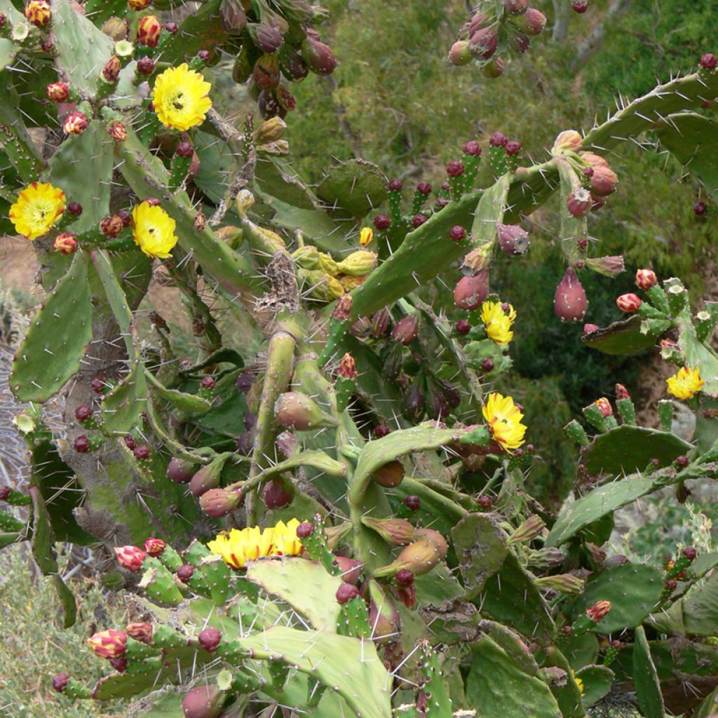 Opuntia howeyi - Prickly Pear