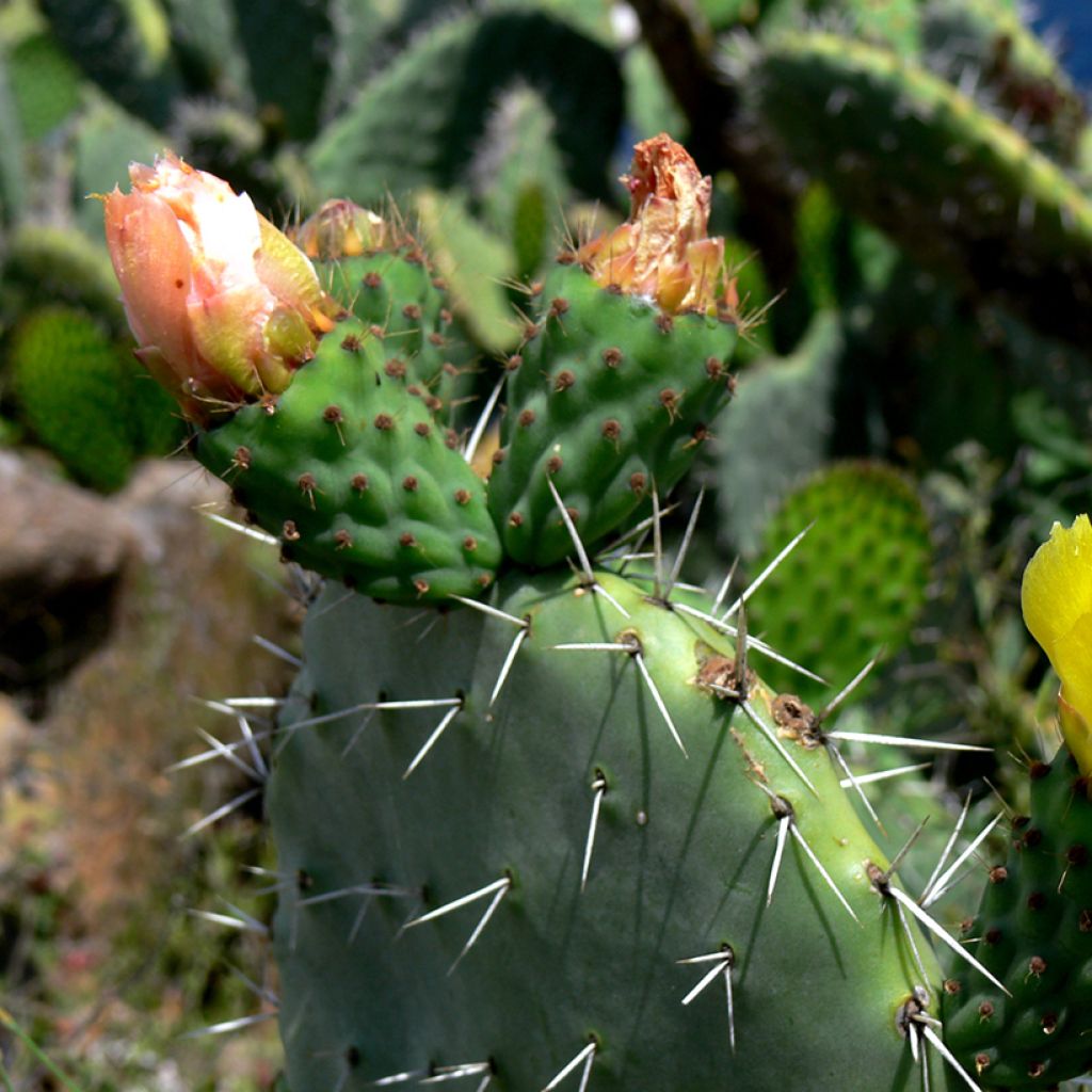 Opuntia howeyi - Prickly Pear