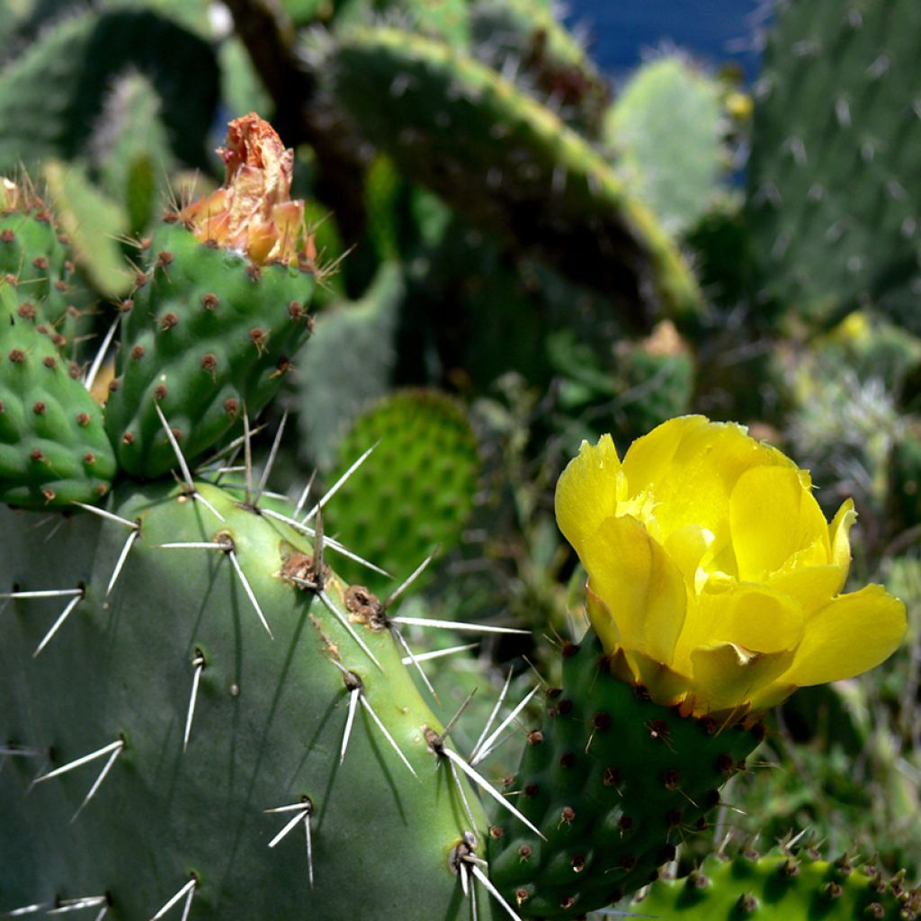 Opuntia howeyi - Prickly Pear