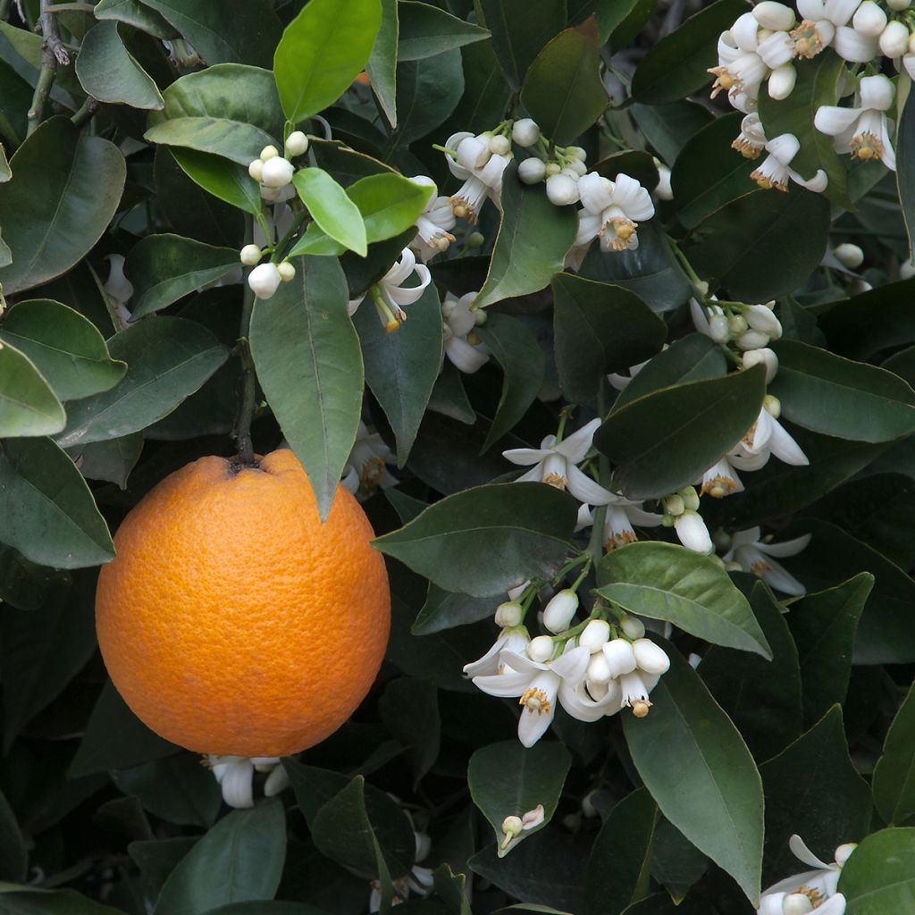 Sweet Orange - Citrus sinensis