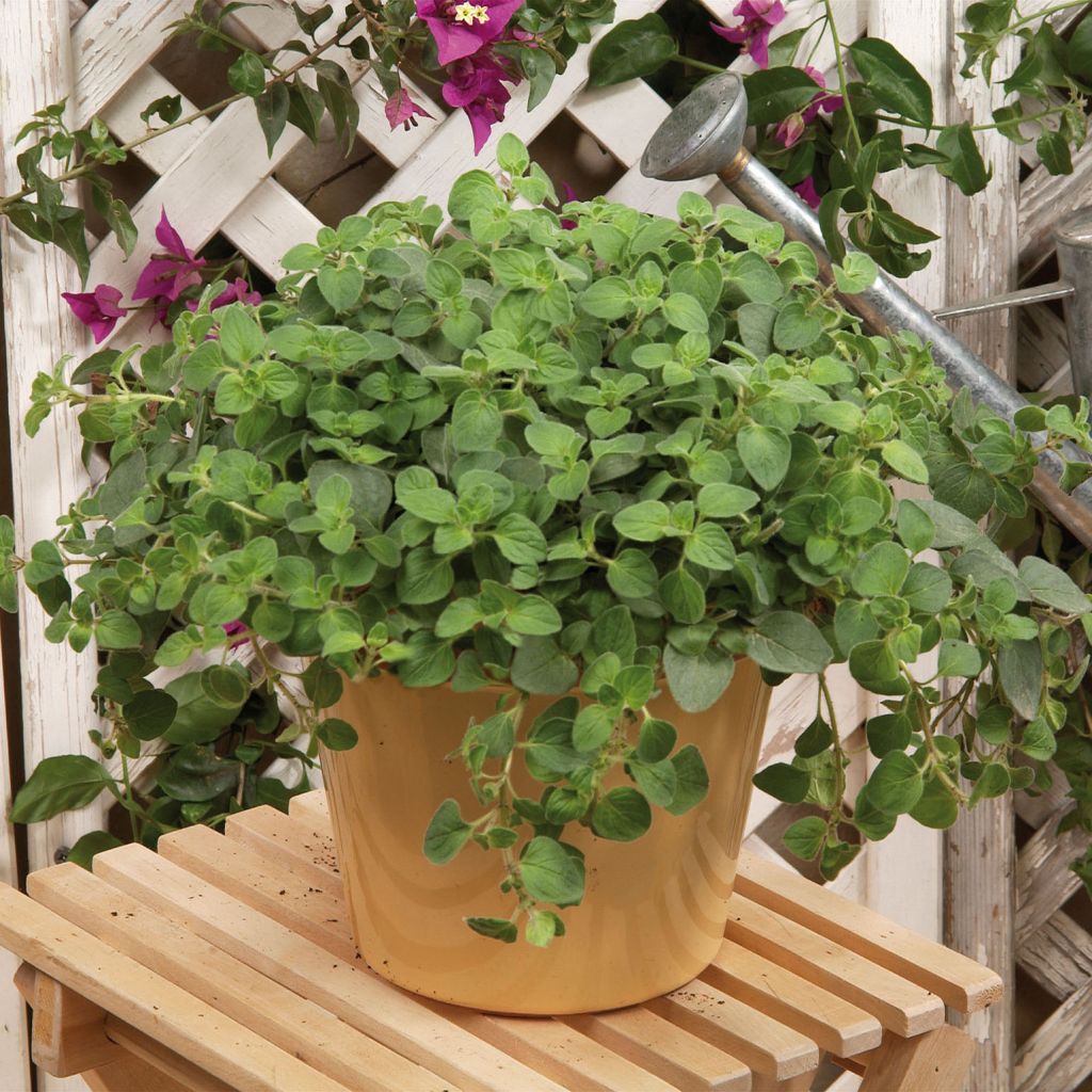 Origan Hot and Spicy BIO en plants - Origanum vulgare - Marjolaine sauvage