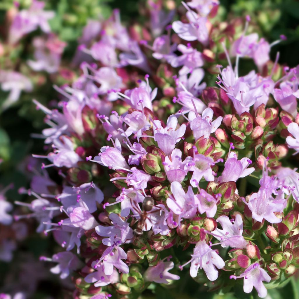 Origanum vulgare Compactum Plug bio - Oregano