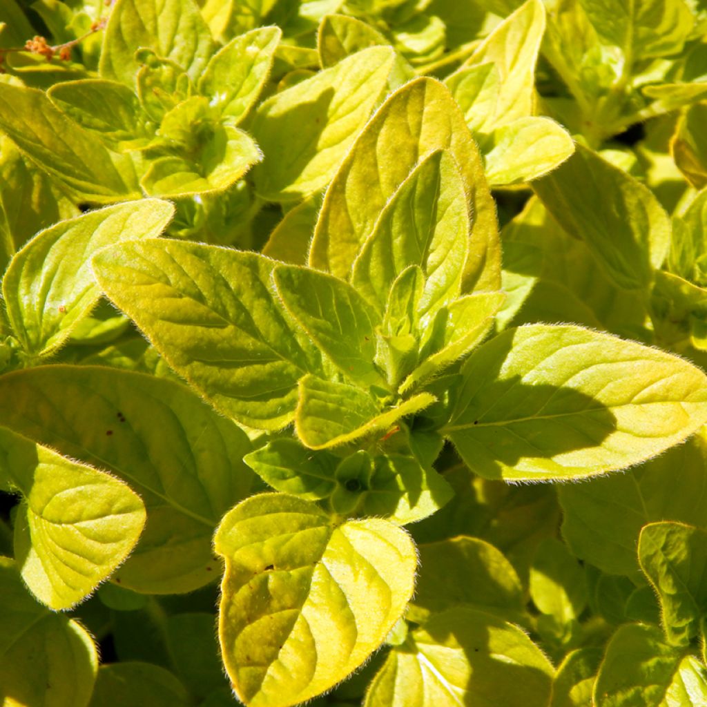 Origanum vulgare Aureum - Oregano