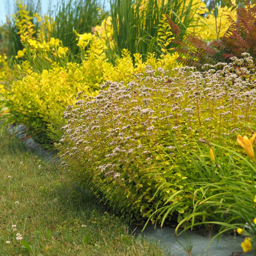 Origanum vulgare Aureum - Oregano