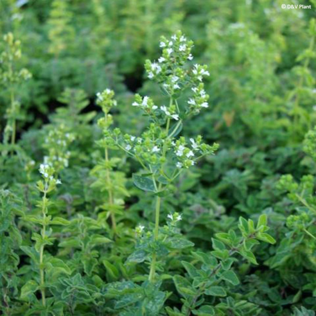 Origan vert ou grec- Origanum heracleoticum (vulgare ssp hirtum)