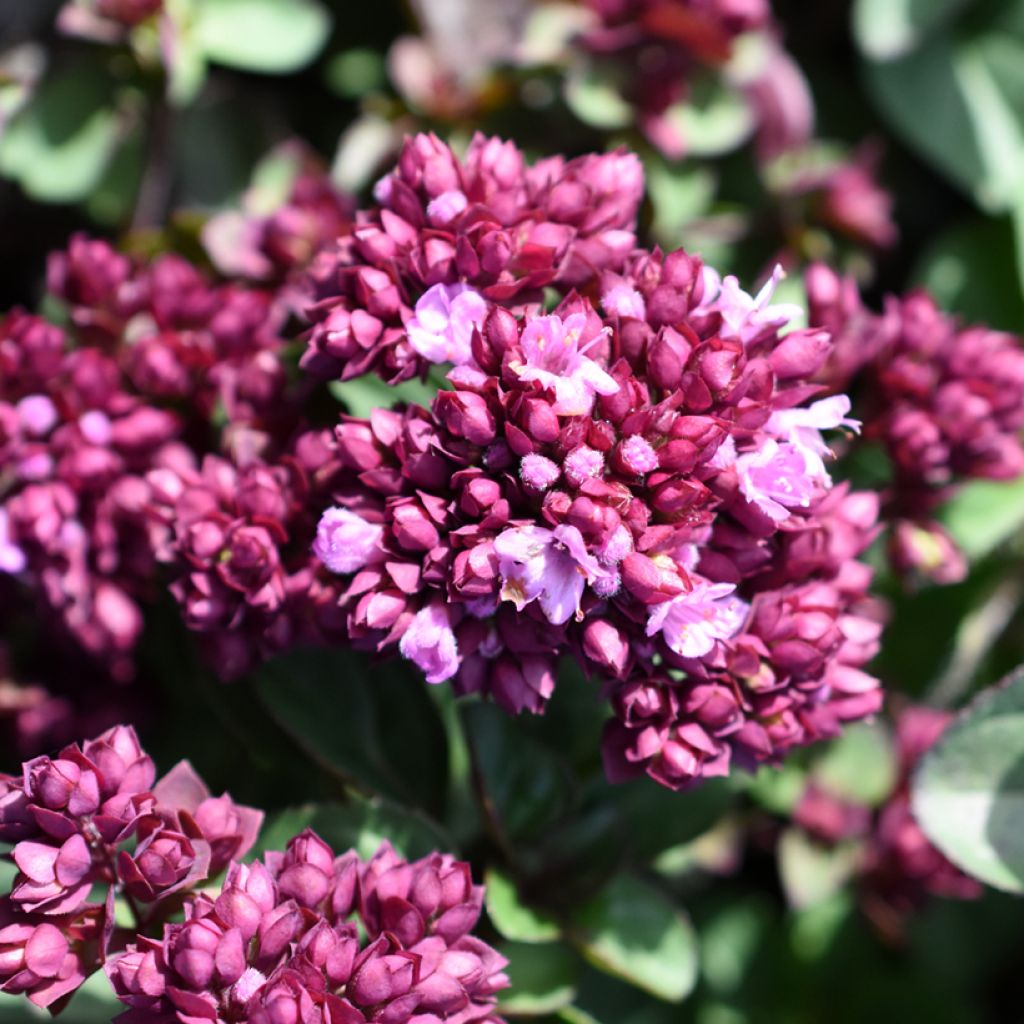 Origanum Rosenkuppel - Oregano