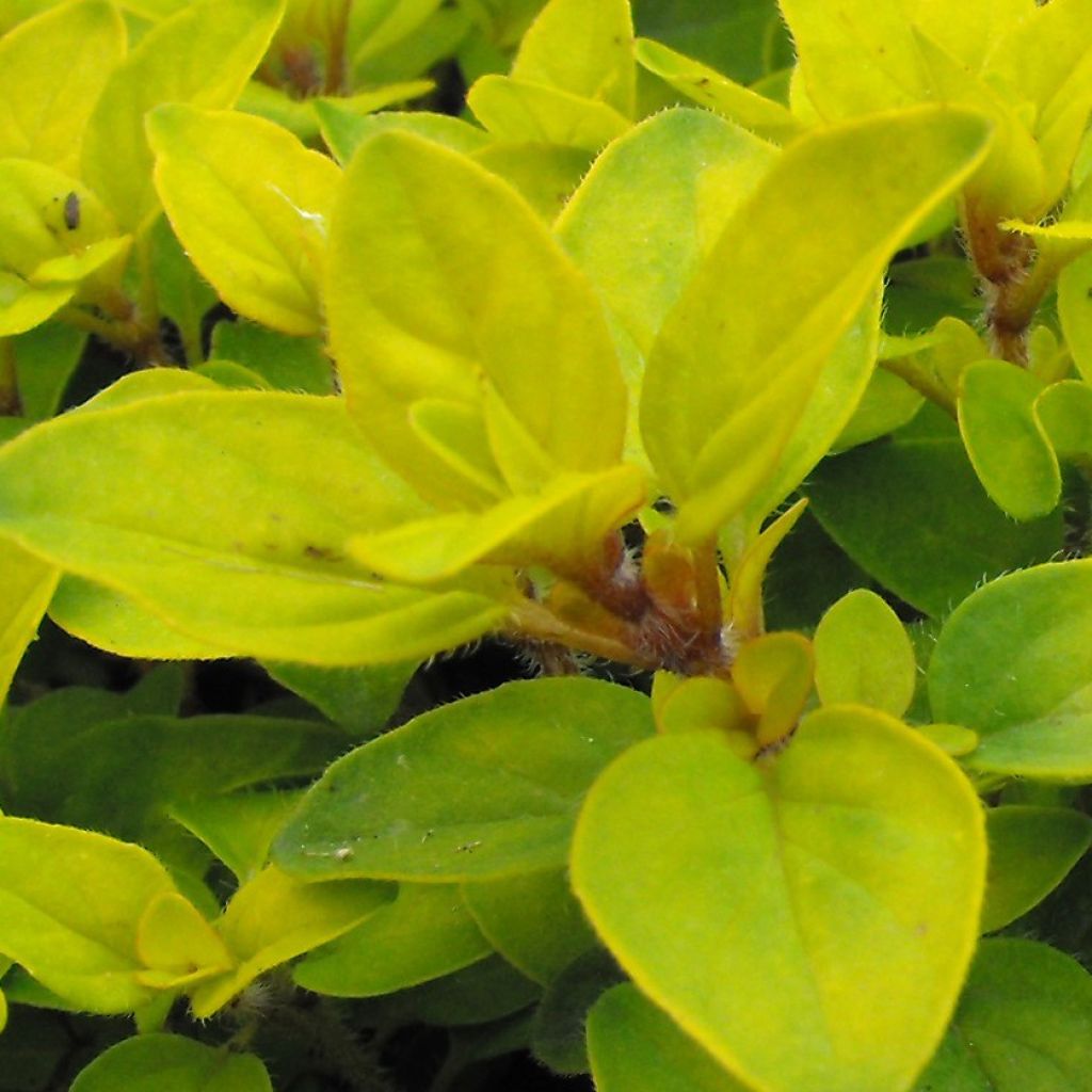 Origanum Norton Gold, Origan