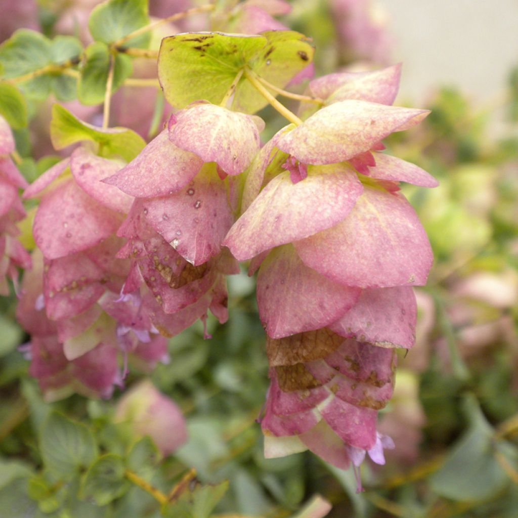 Origanum rotundifolium Kent Beauty - Oregano