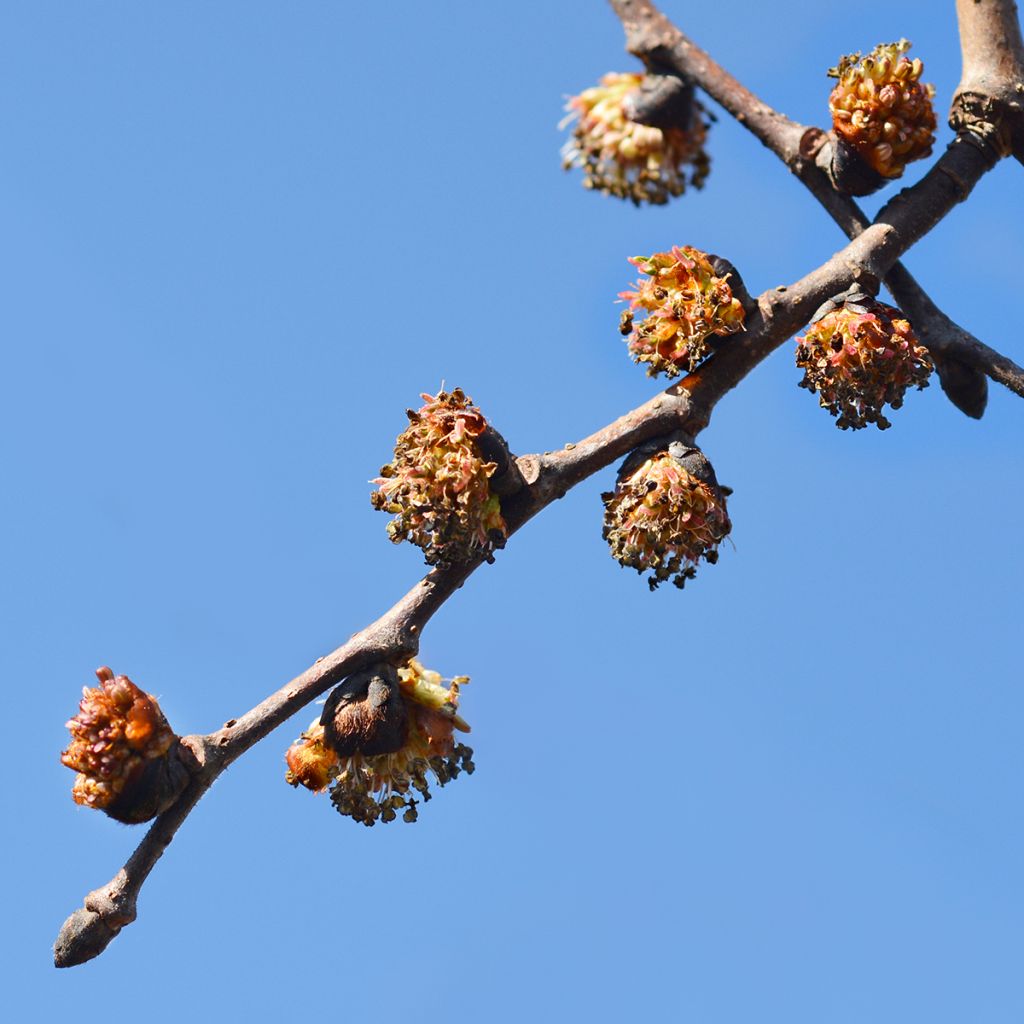 Orme à petites feuilles - Ulmus glabra Pendula