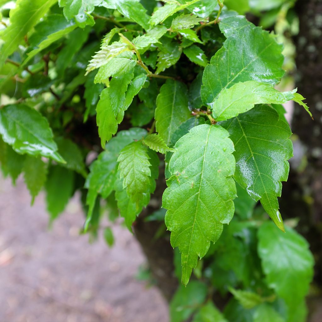 Orme de Sibérie - Zelkova serrata Goblin