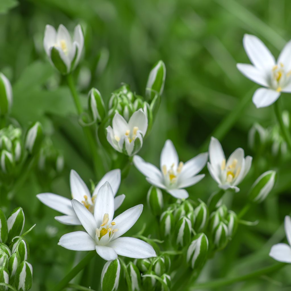 Ornithogale umbellatum - Dame d'onze heures