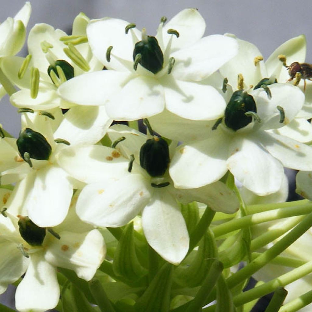 Ornithogalum Arabicum