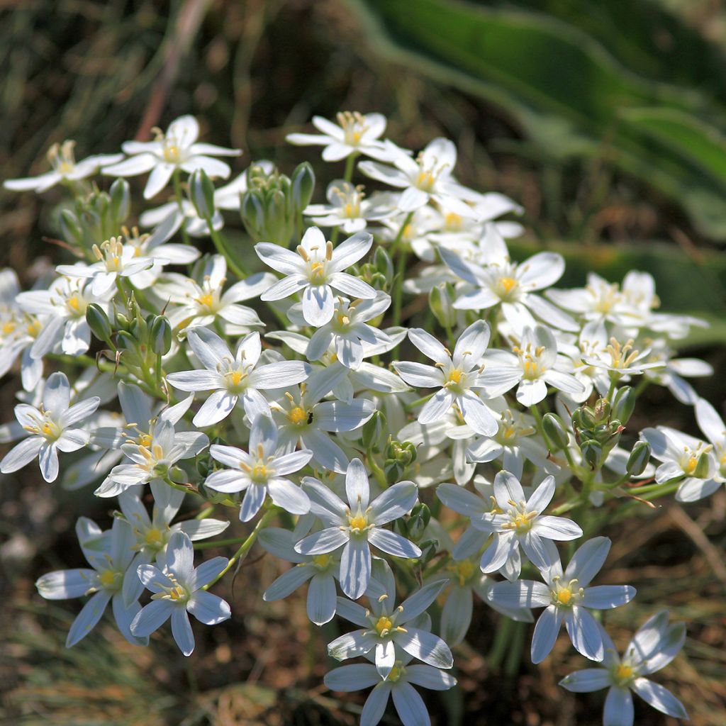 Ornithogalum balansae - Ornithogale