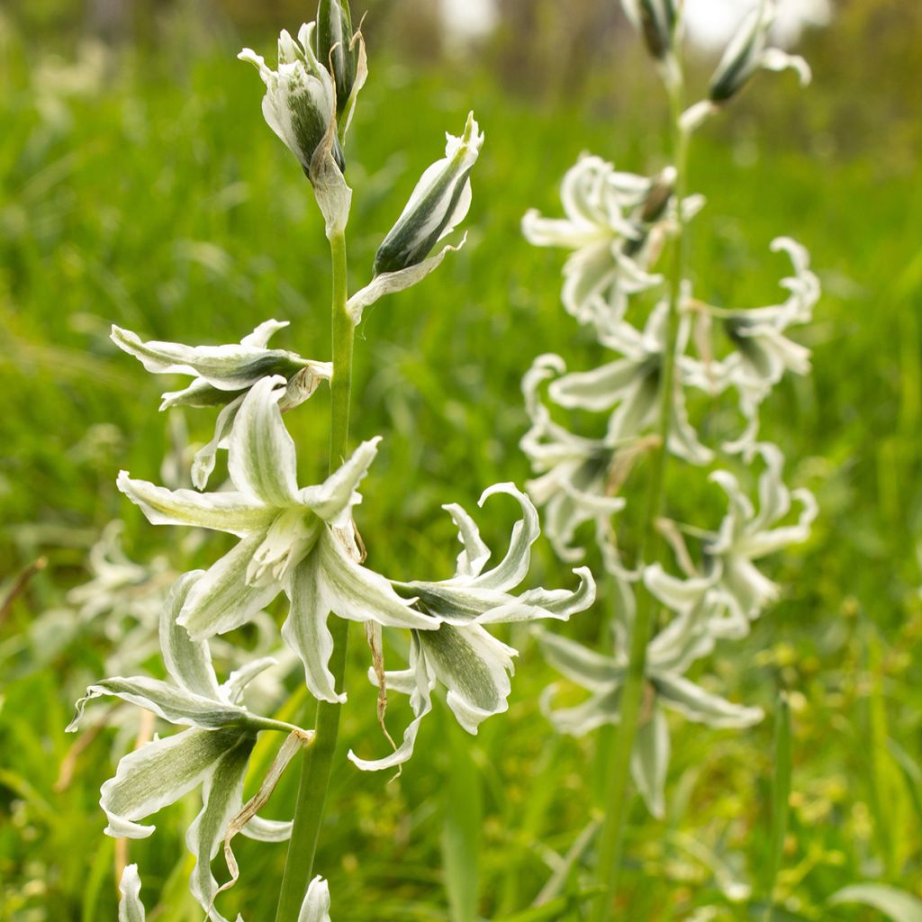 Ornithogalum nutans - Ornithogale penché