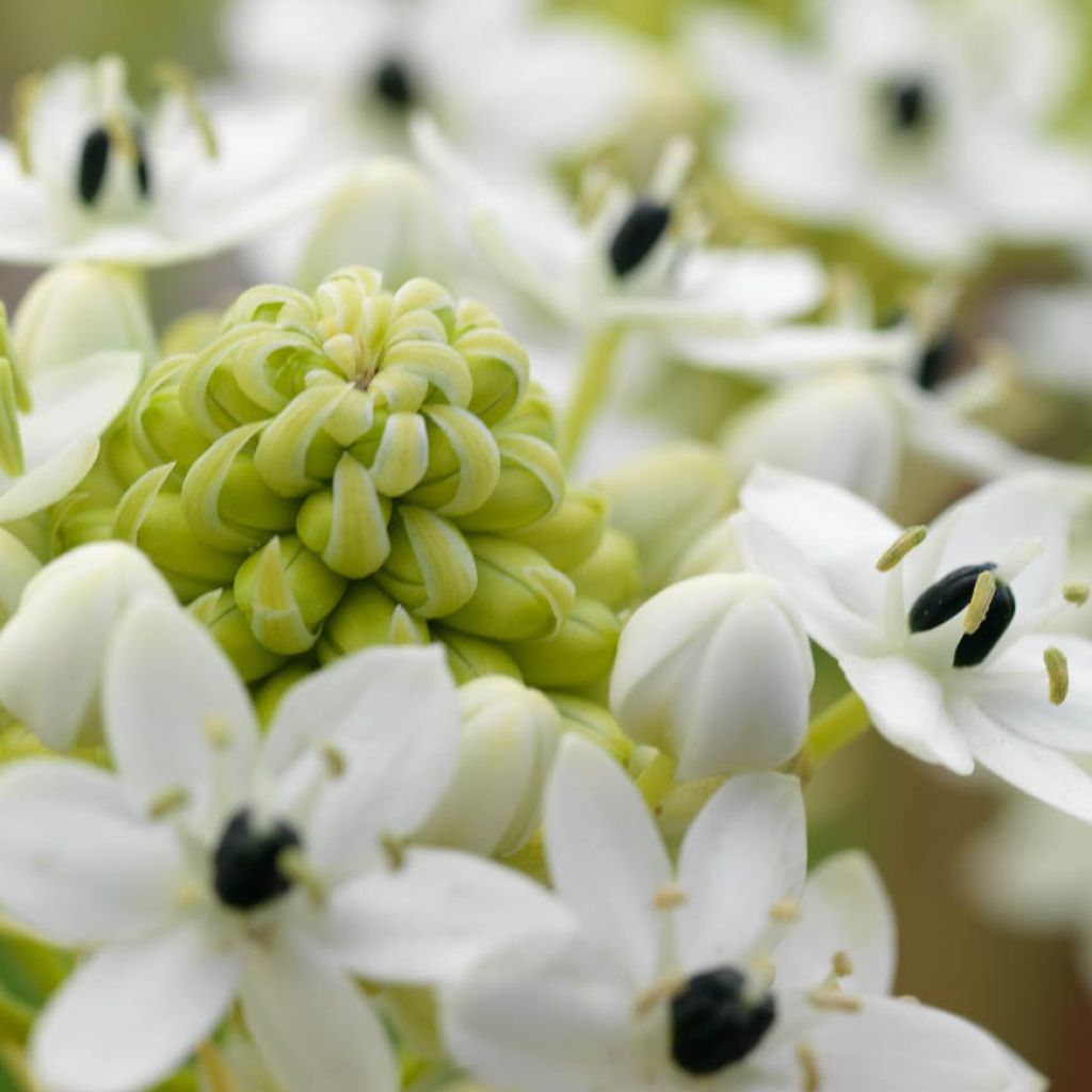 Ornithogalum saundersiae