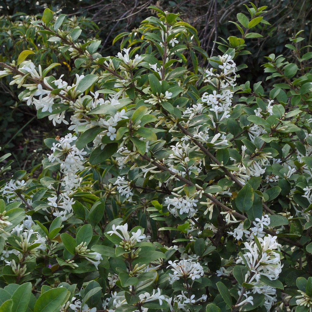 Osmanthus delavayi - Osmanthe de Delavay