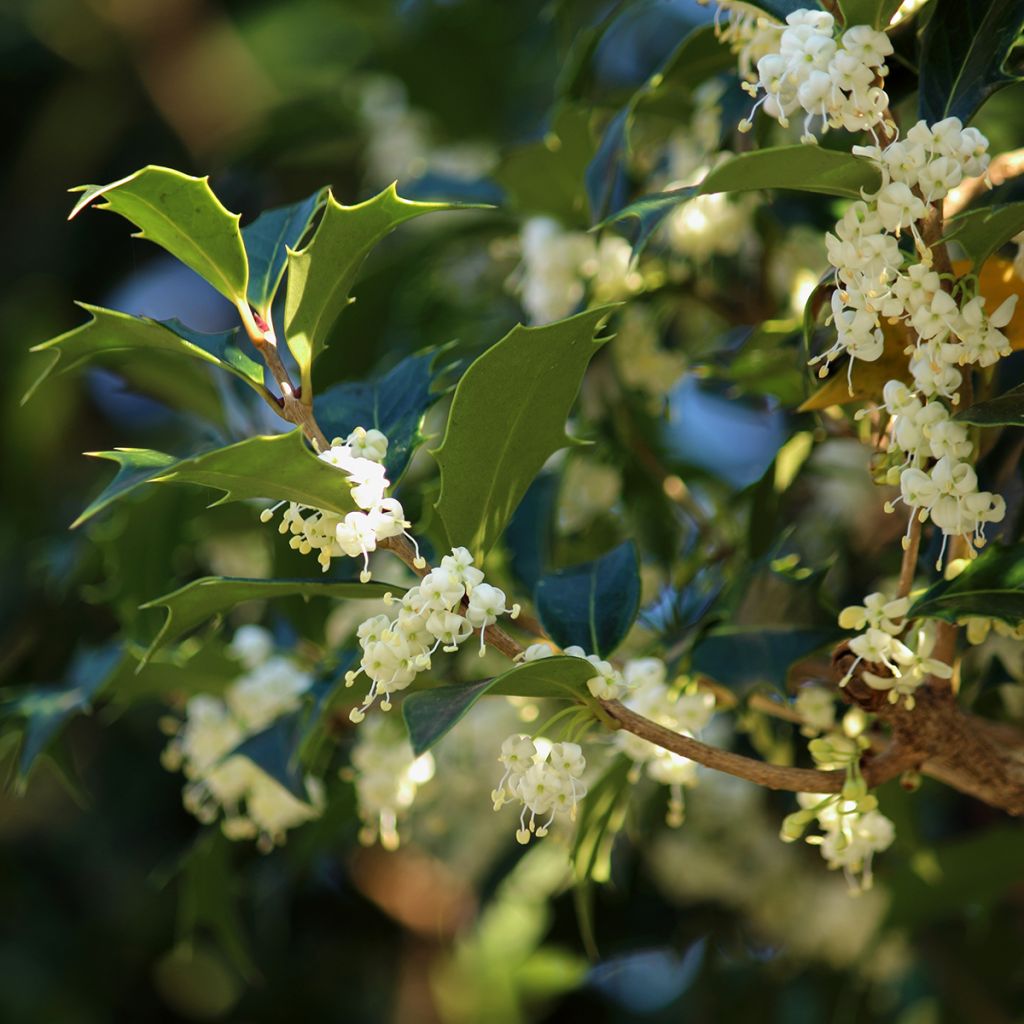 Osmanthus heterophyllus