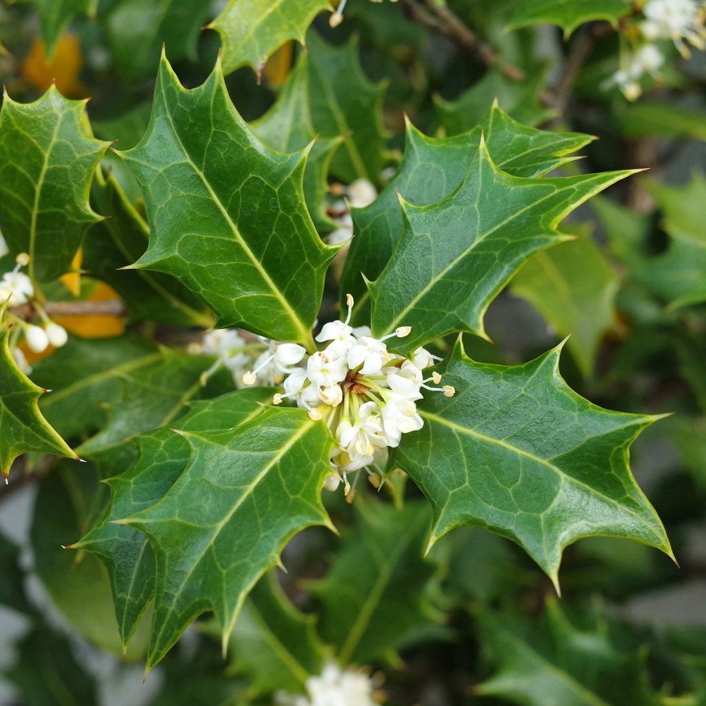 Osmanthus heterophyllus