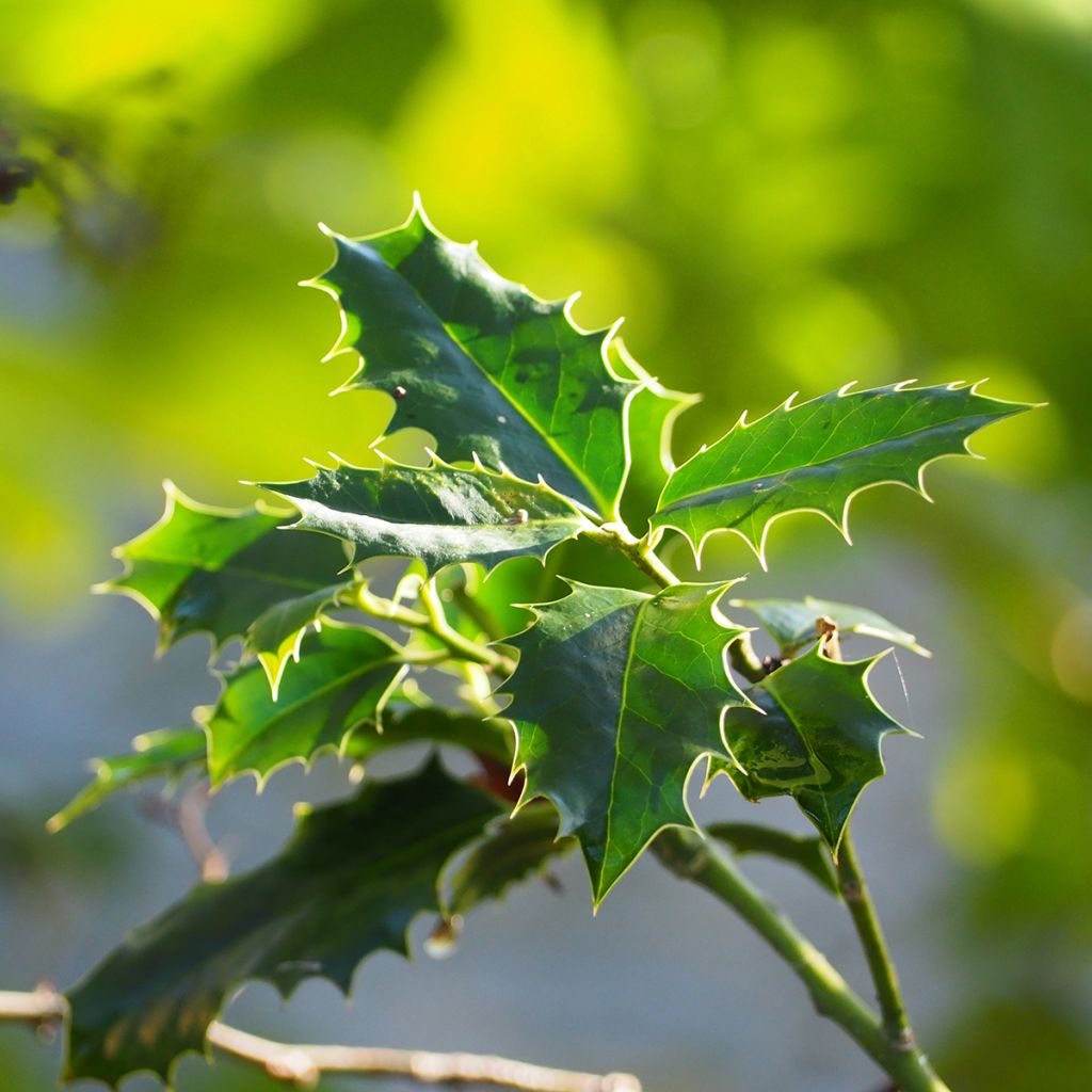 Osmanthus heterophyllus