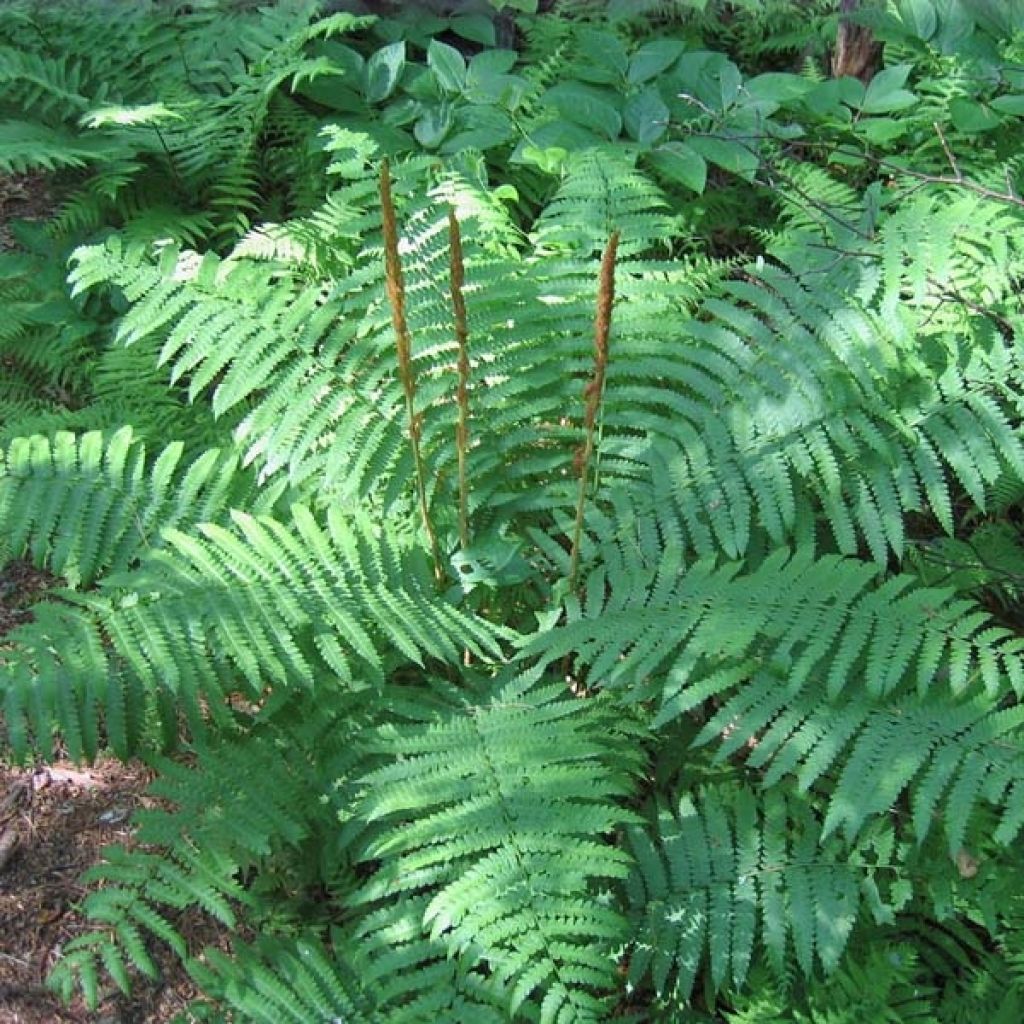 Osmonde, Osmunda cinnamonea