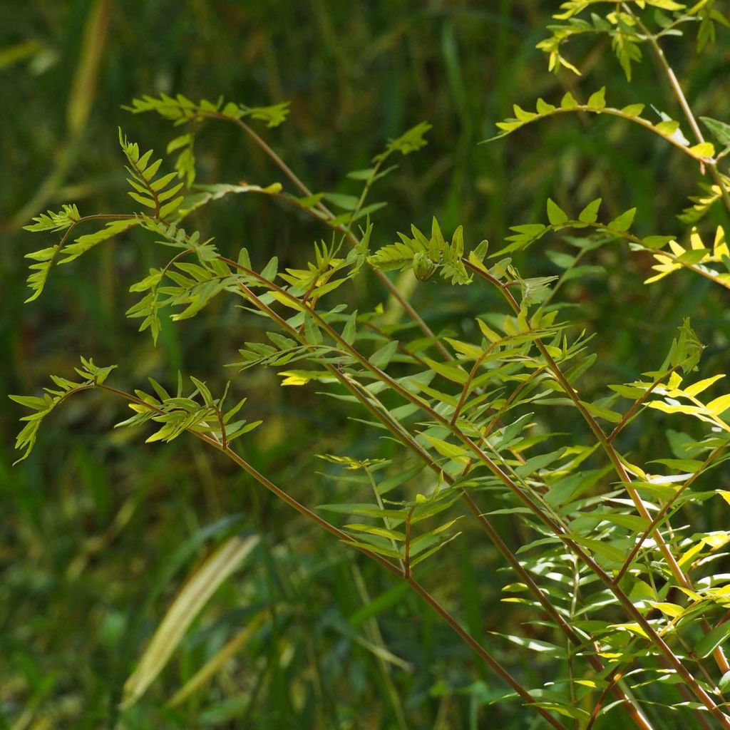 Osmunda japonica - Fougère - Osmonde du Japon 