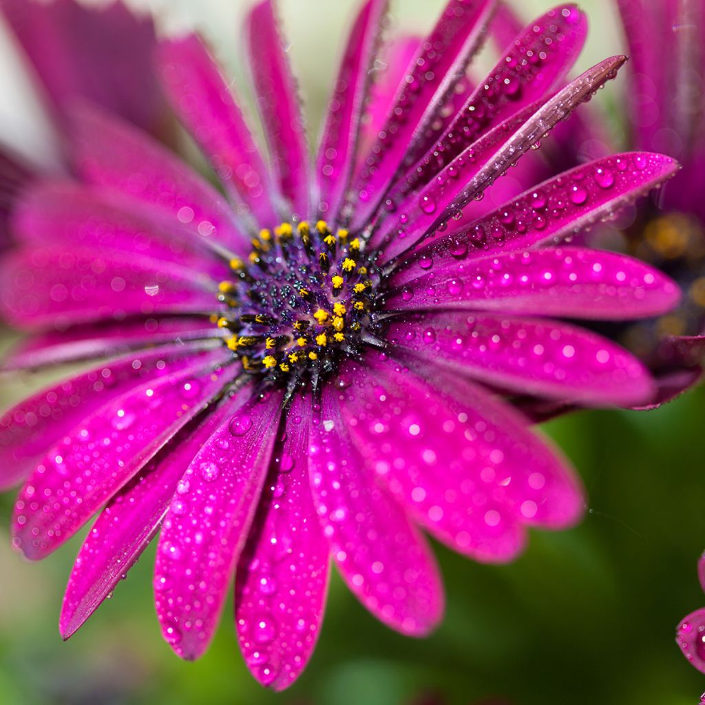 Osteospermum Dalina Bright Purple - Cape Daisy