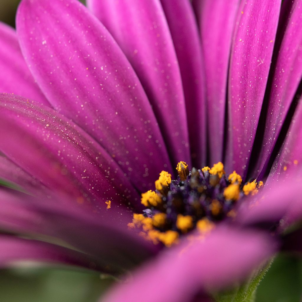 Osteospermum Dalina Bright Purple - Cape Daisy