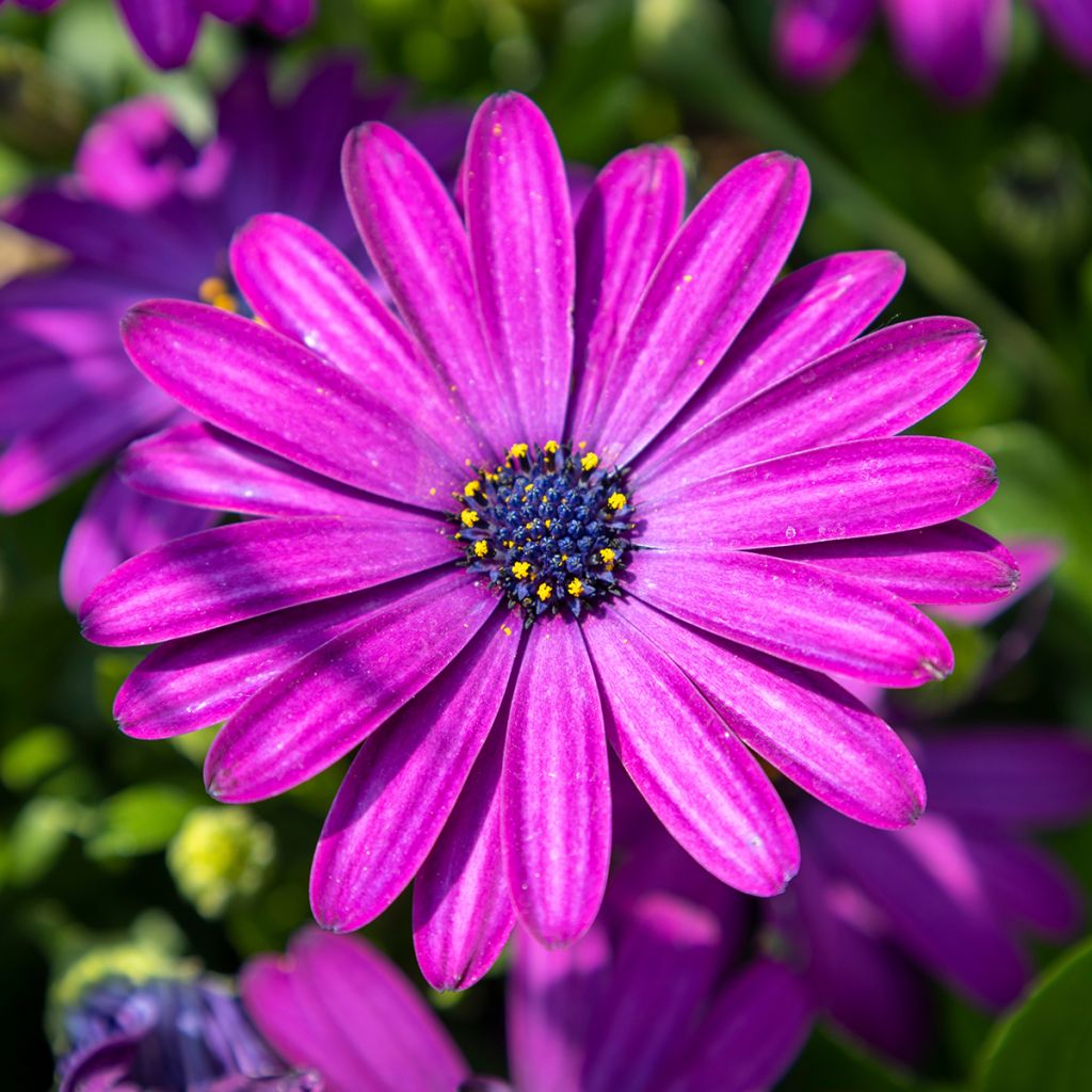 Osteospermum Dalina Bright Purple - Cape Daisy