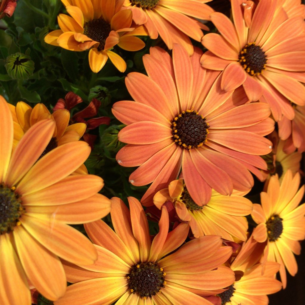 Osteospermum Dalina Orange - Cape Daisy