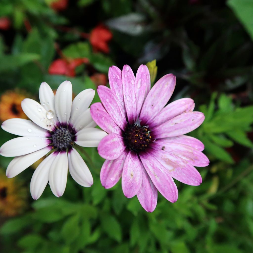 Osteospermum Dalina Purple Reflection - Cape Daisy