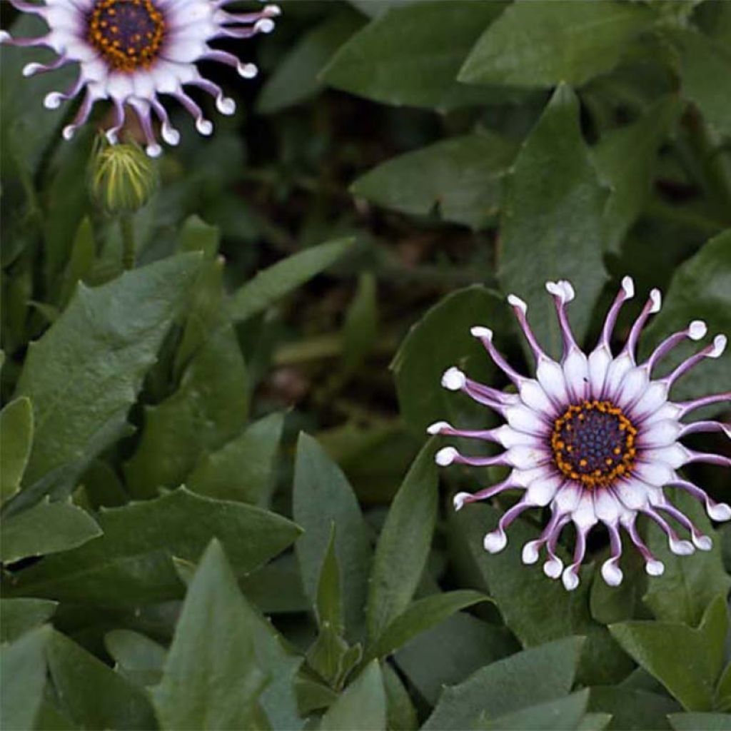 Osteospermum Flower Power Spider White