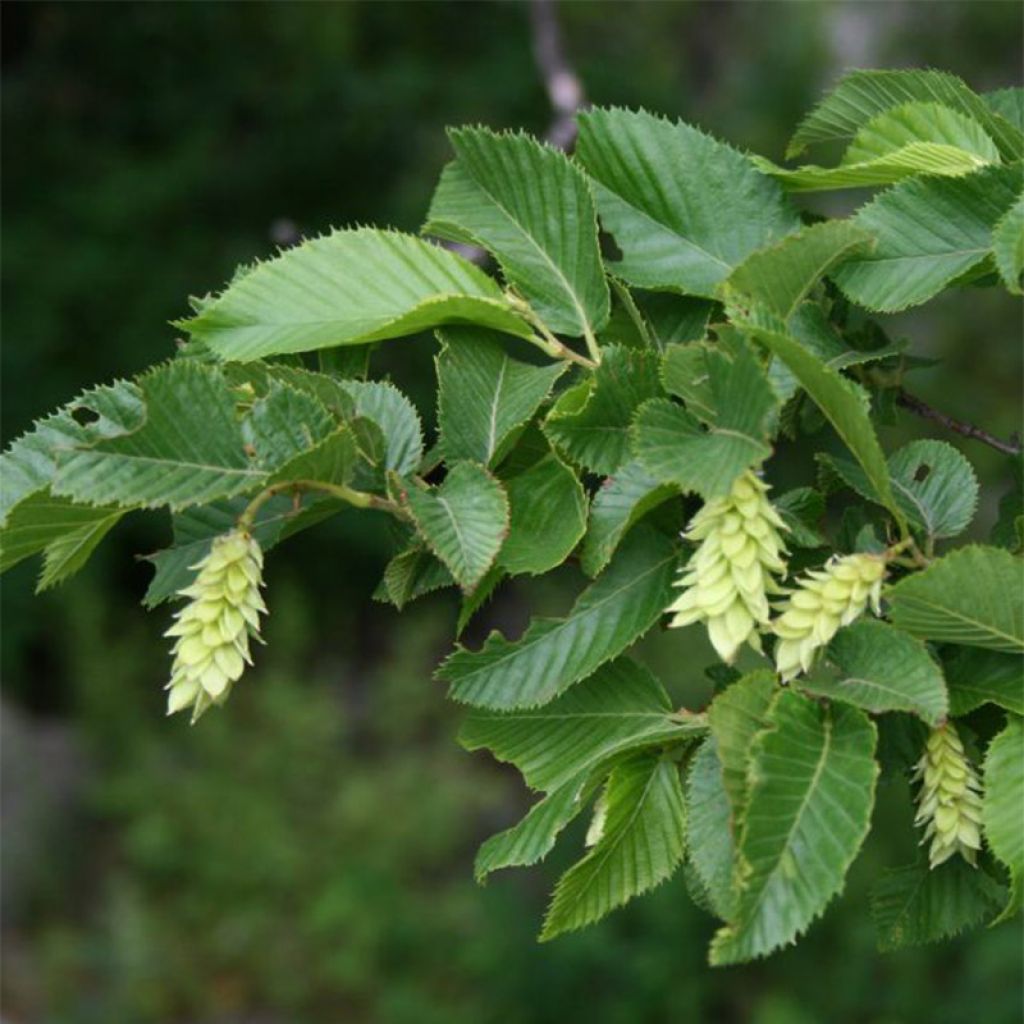 Charme houblon - Ostrya carpinifolia