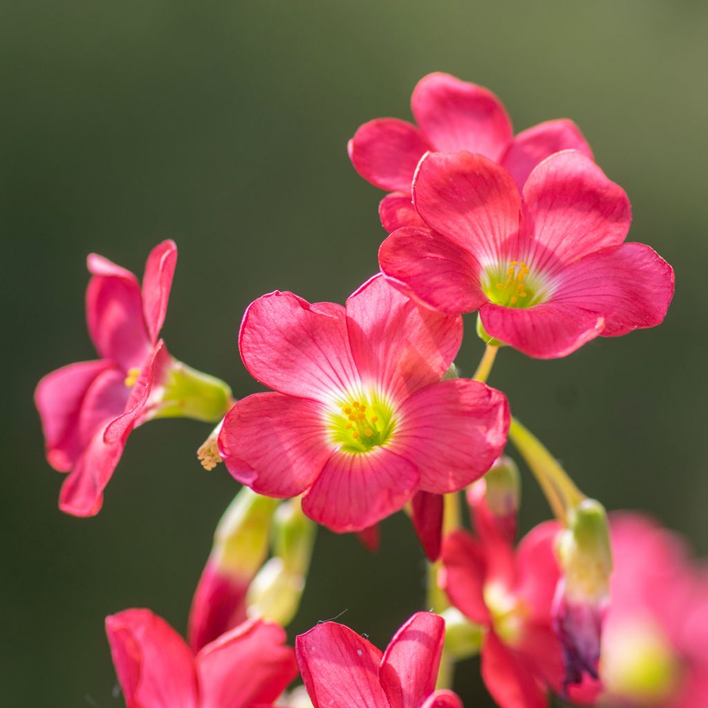 Oxalis deppei - Faux trèfle à quatre feuille