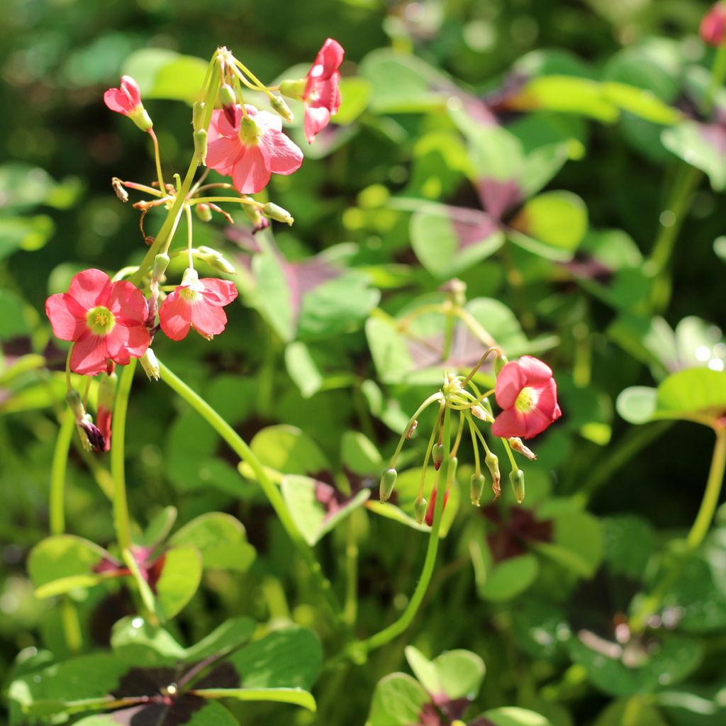 Oxalis deppei - Faux trèfle à quatre feuille