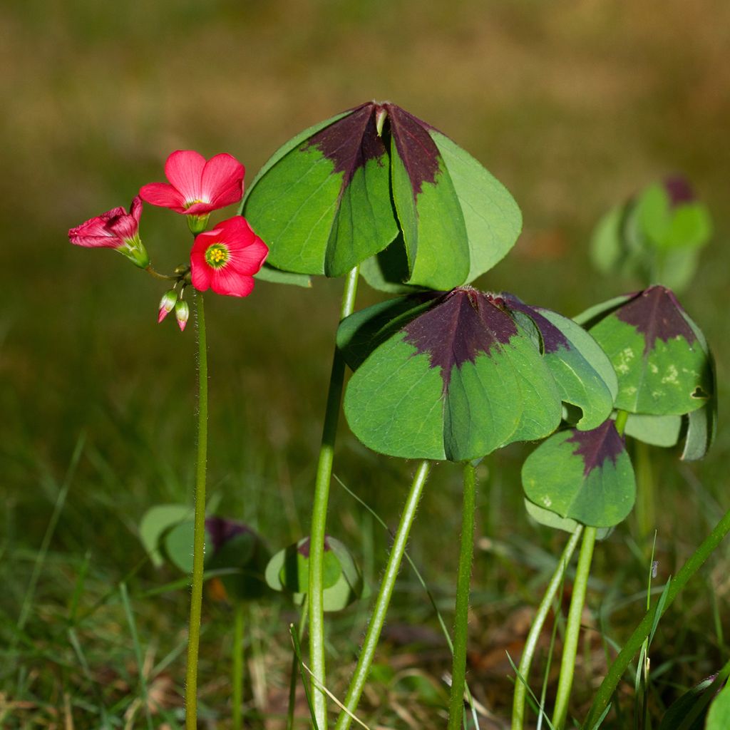 Oxalis deppei - Faux trèfle à quatre feuille