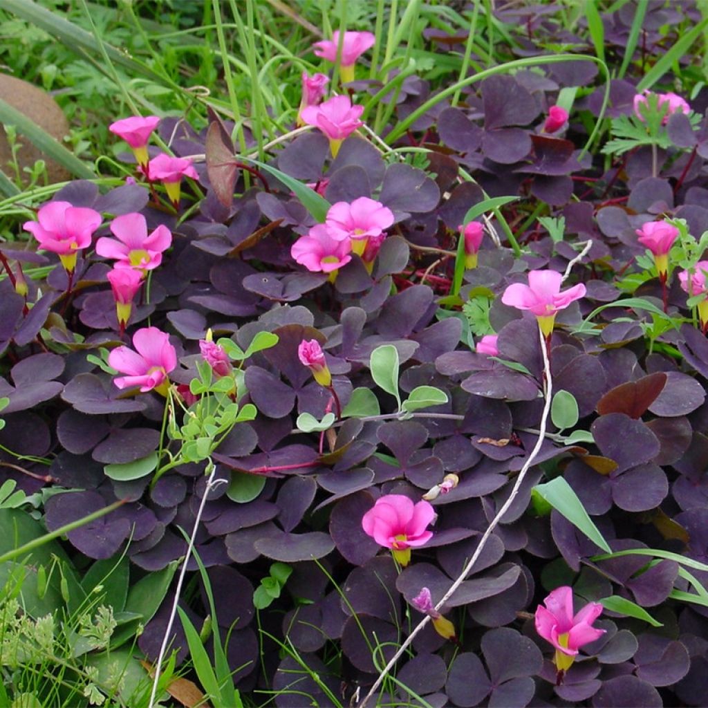 Oxalis purpurea Garnet