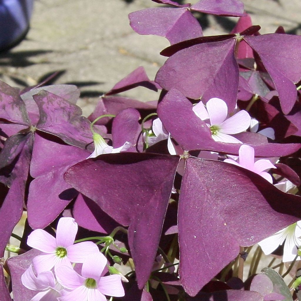 Oxalis triangularis ssp.papilionacea Atropurpurea