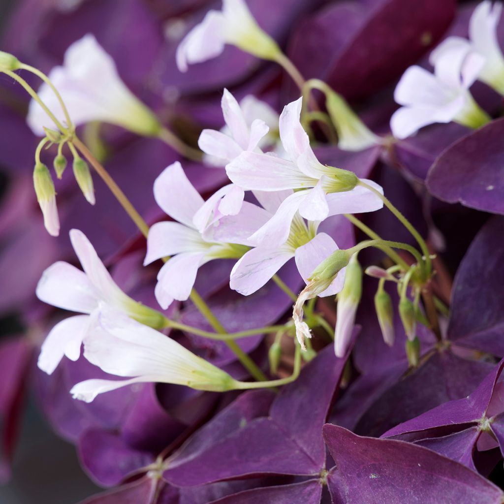 Oxalis triangularis ssp.papilionacea Atropurpurea