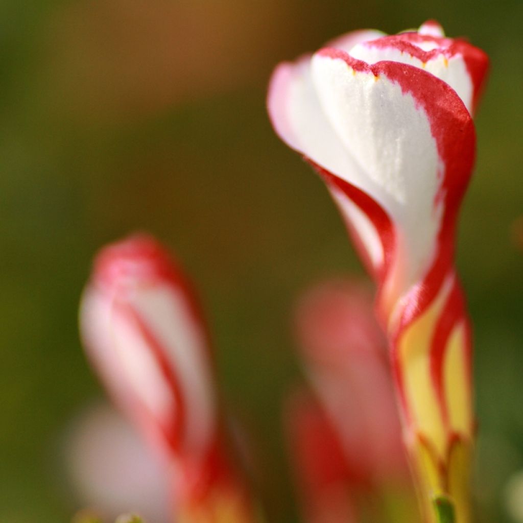 Oxalis versicolor