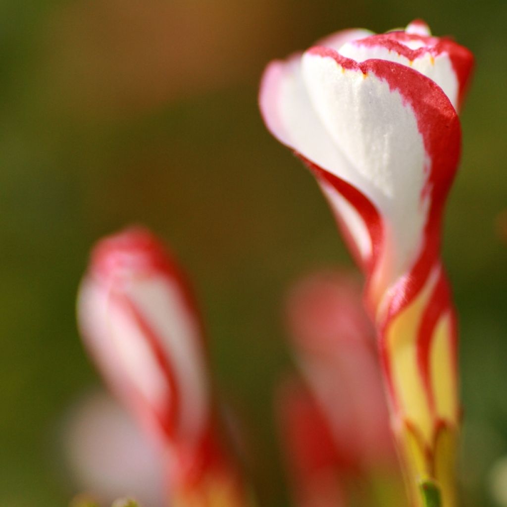 Oxalis versicolor 