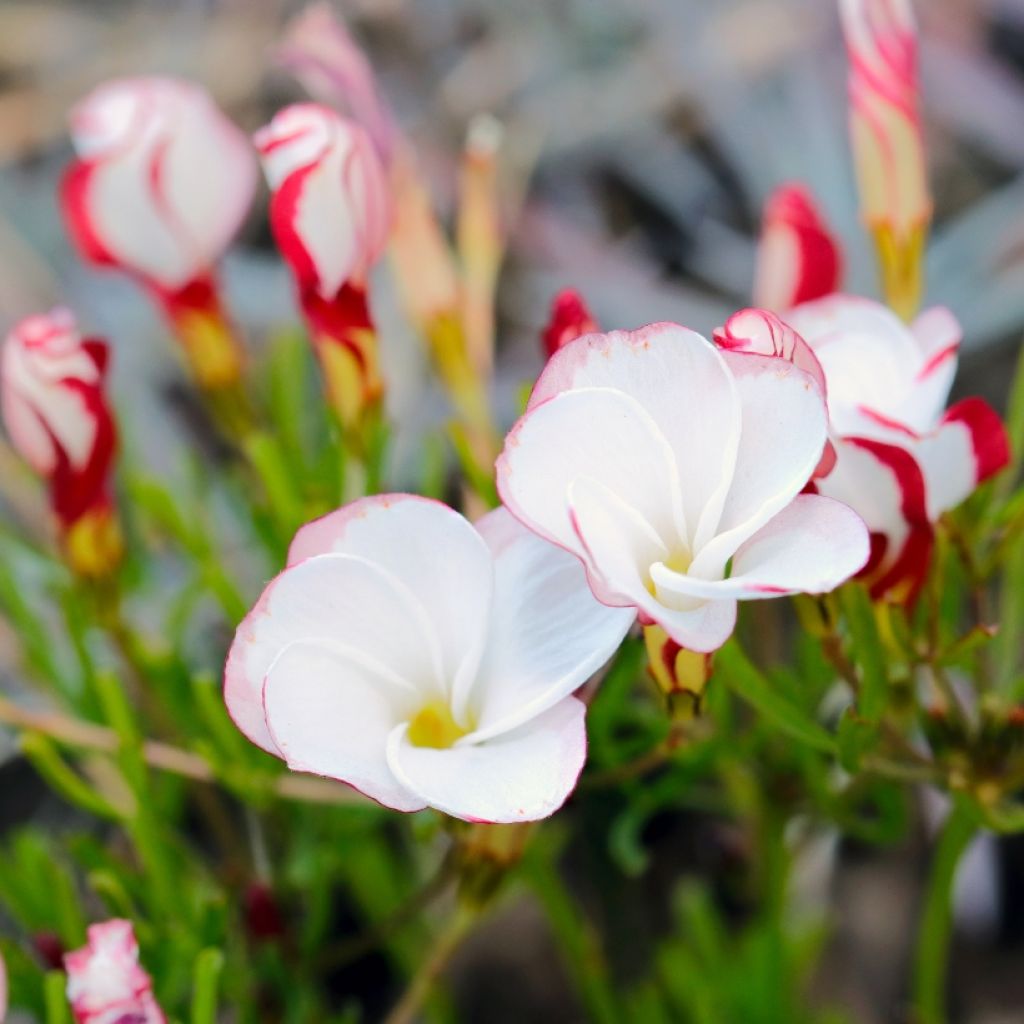 Oxalis versicolor 