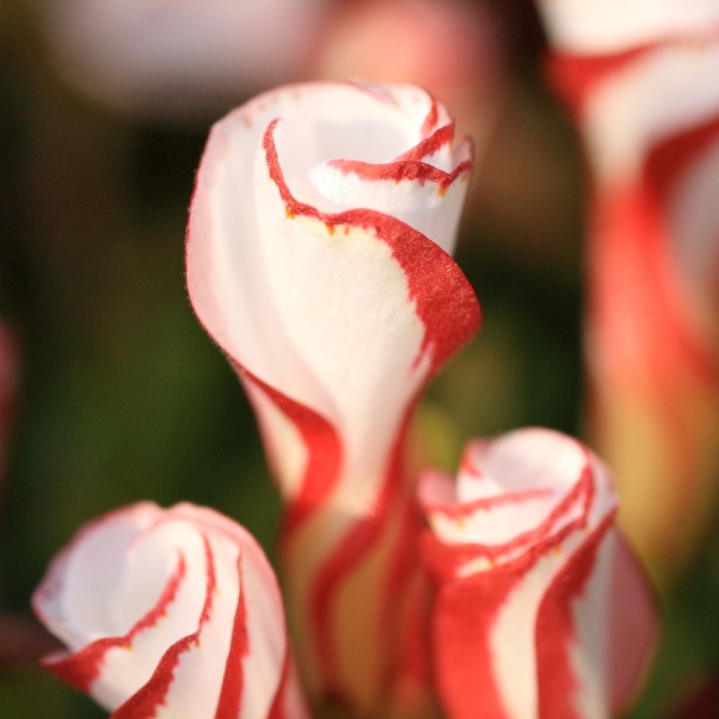 Oxalis versicolor 