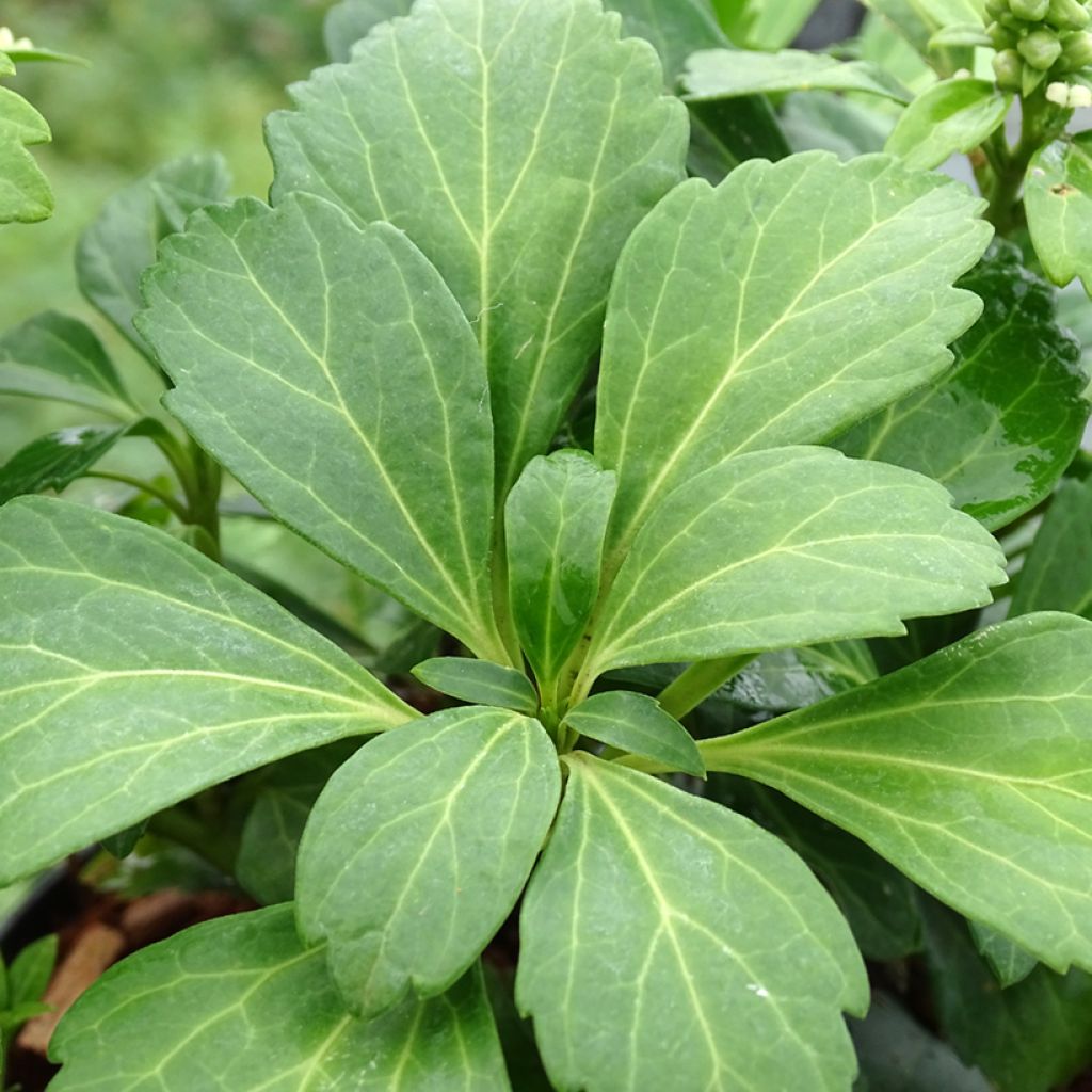 Pachysandra terminalis Green Carpet