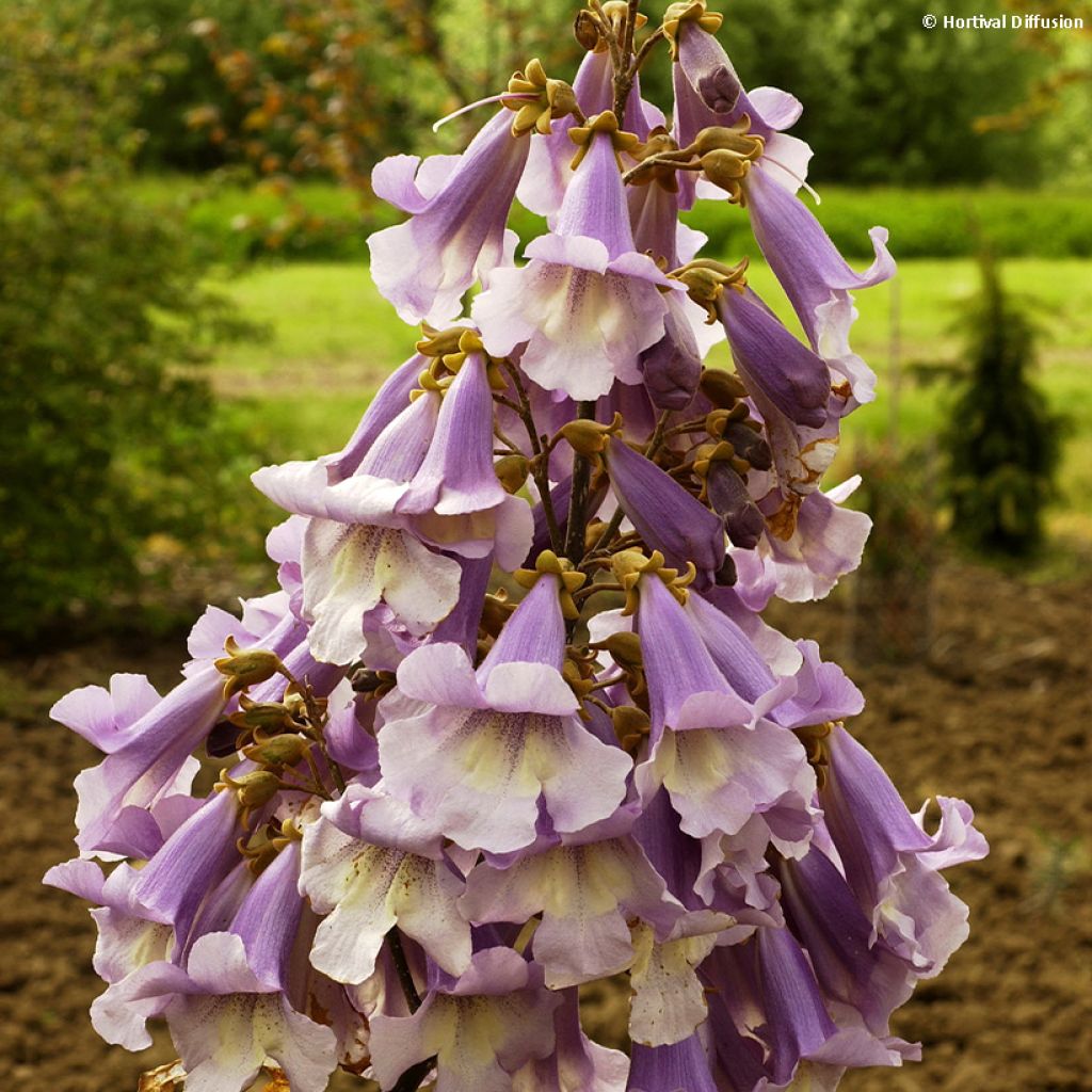 Paulownia fortunei Fast Blue