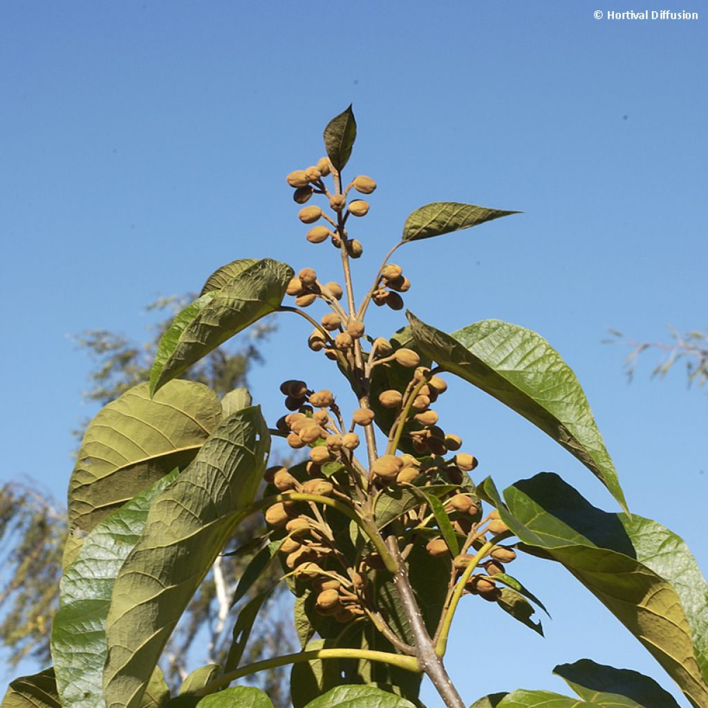 Paulownia fortunei Fast Blue