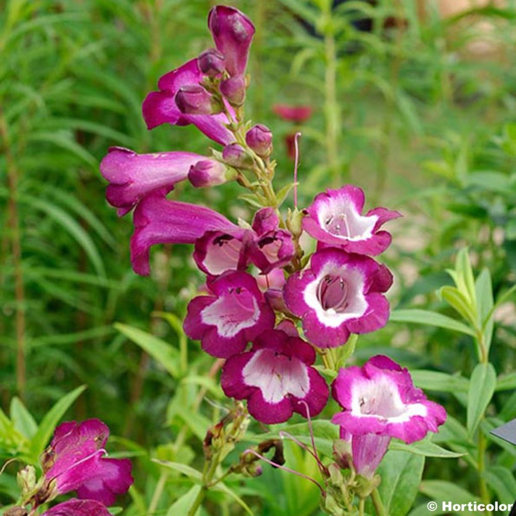 Penstemon Gloire des quatre rues, Galane