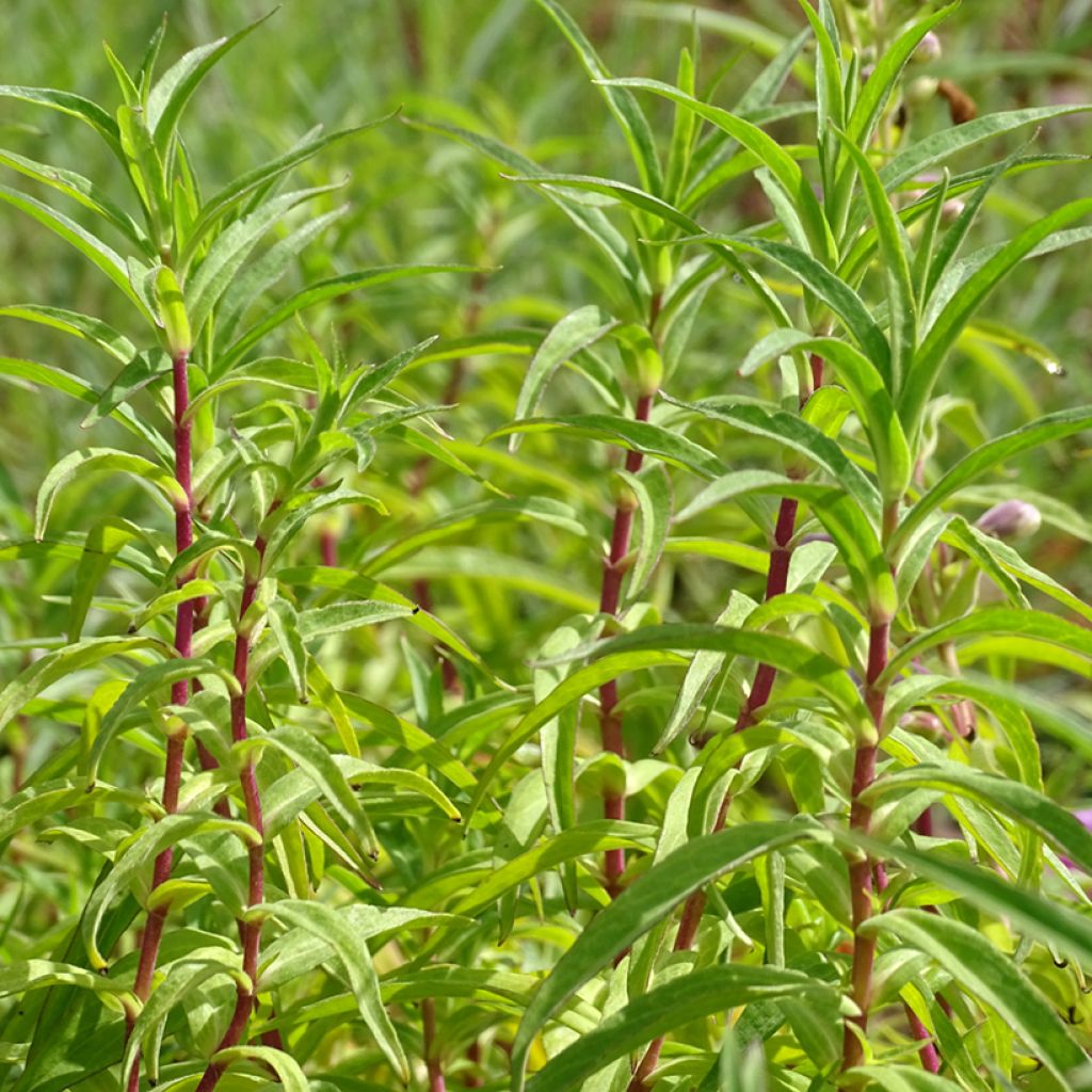 Penstemon hybride Sour Grapes - Galane