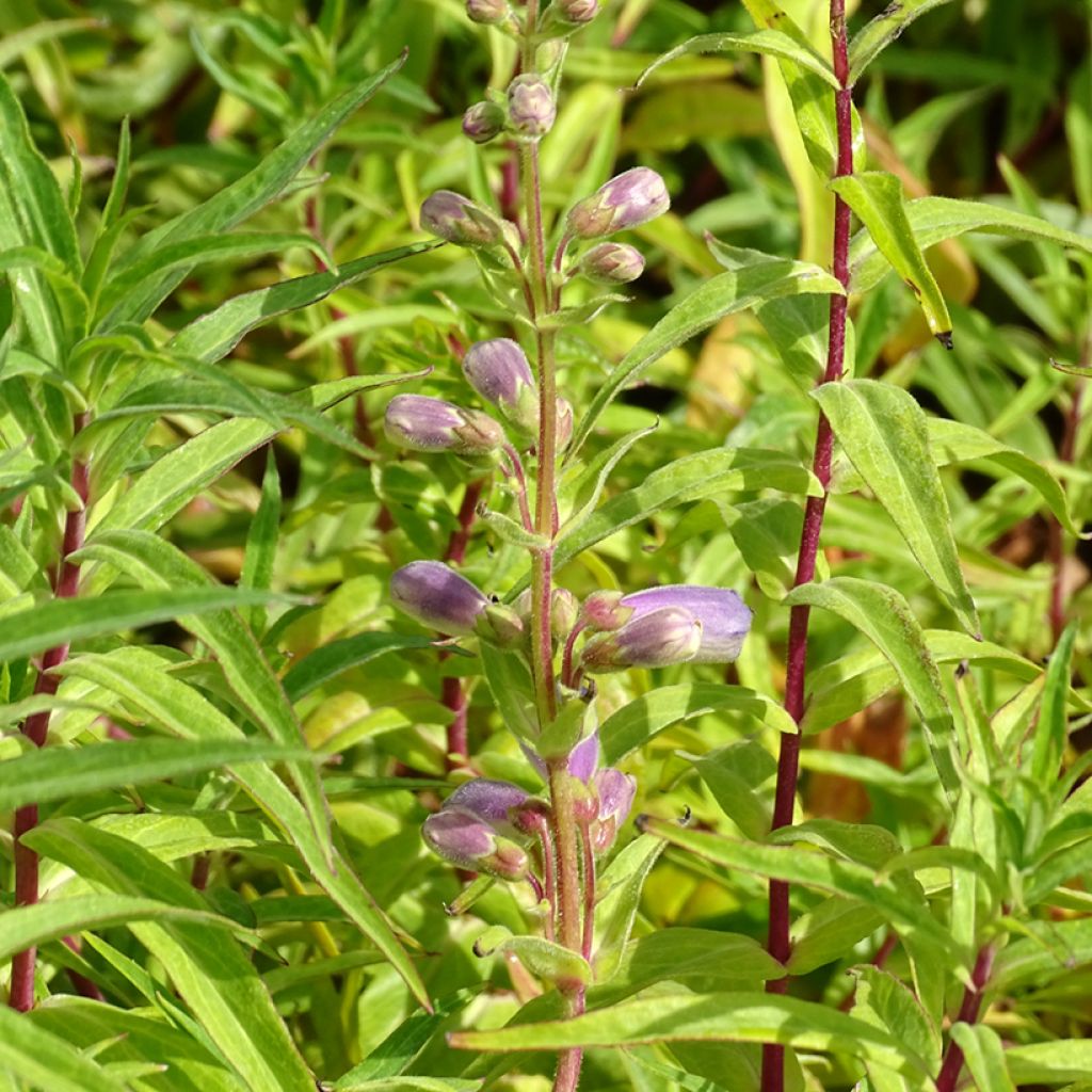 Penstemon hybride Sour Grapes - Galane