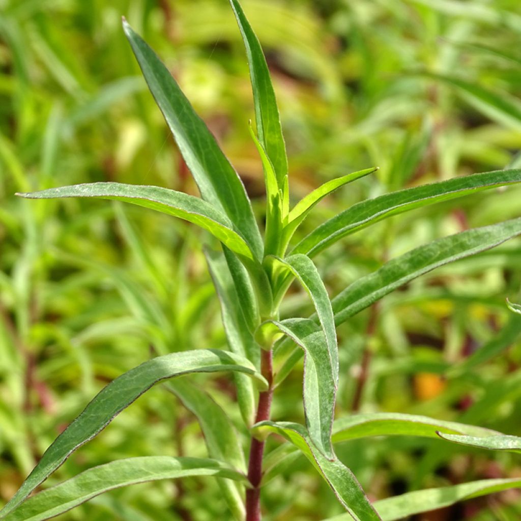 Penstemon hybride Sour Grapes - Galane