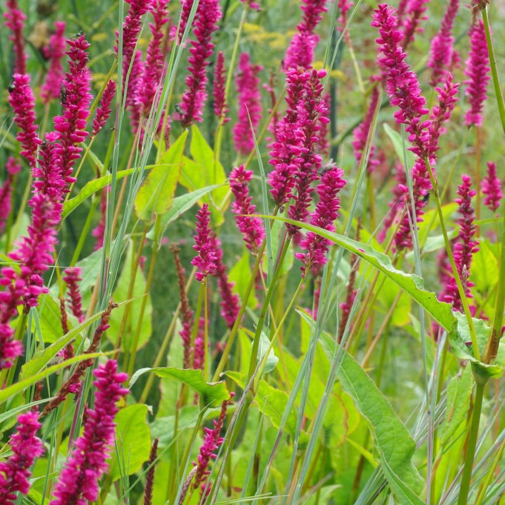 Persicaria amplexicaulis Amethyst Summer